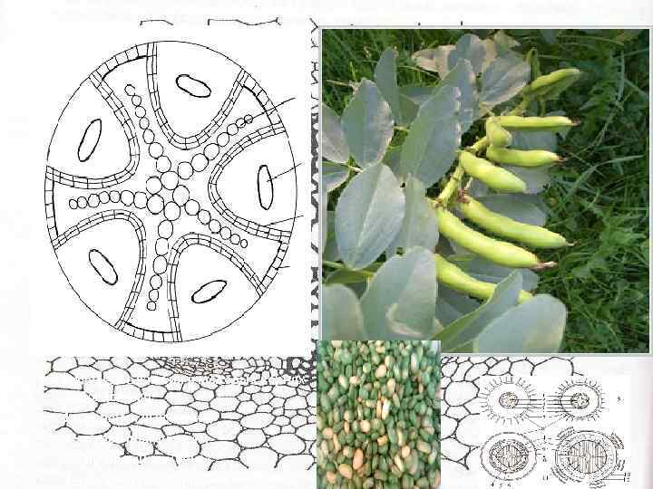  • • • Появление камбия в молодых корнях бобов (схема): 1 – первичная