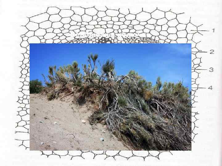 Верблюжья колючка 