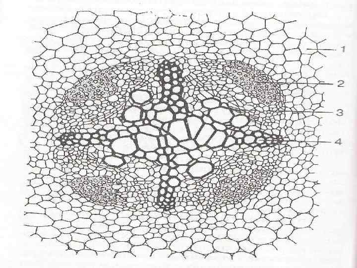 Срез корня. Поперечный срез корня растения перицикл. Поперечный срез корня микропрепарат. Прокамбий перицикл камбий феллоген. Первичное строение корня микропрепарат.