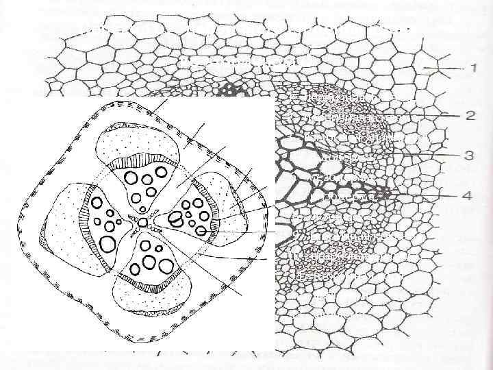 Вторичное строение. Схема поперечного среза стебля тыквы. Поперечный срез корня Cucurbita Pepo. Поперечный срез корня ириса метаксилема. Ксилема корня схема.