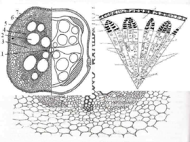 Срез липы рисунок. Анатомическое строение корня тыквы. Вторичное Анатомическое строение корня (поперечный срез корня тыквы).. Поперечный срез корня тыквы обыкновенной. Вторичное строение корня тыквы на поперечном срезе.