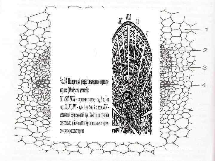 Срез липы рисунок. Вторичное Анатомическое строение корня липы. Схема строения многолетнего корня липы. Поперечный разрез корня липы. Многолетний корень липы поперечный срез.