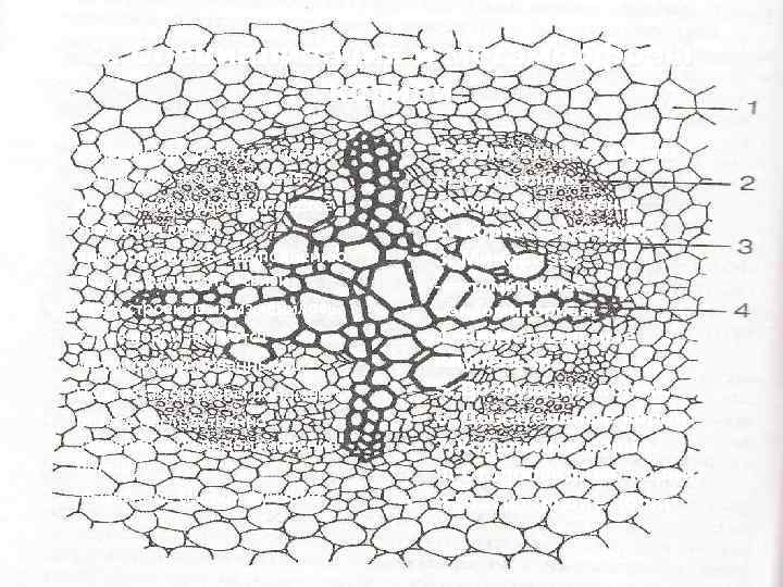 2. Специализация и метаморфозы корней • • • Большинство растений имеют корни типичного строения.