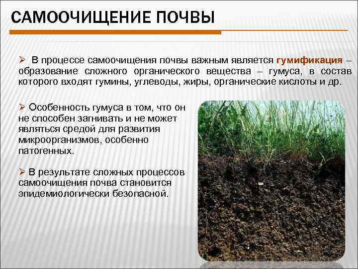 Органические свойства почвы. Процессы самоочищения почвы. Самоочистка почвы. Этапы самоочищения почвы. Способность почвы к самоочищению.