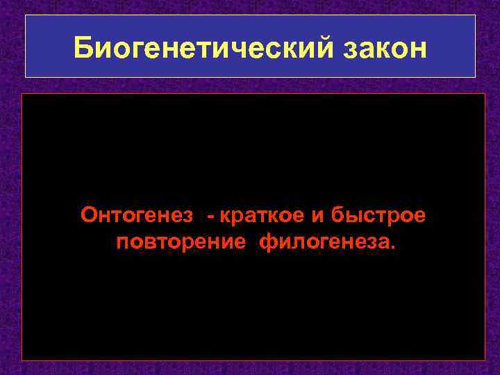 Биогенетический закон Онтогенез - краткое и быстрое повторение филогенеза. 