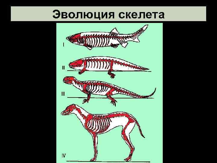 Отделы позвоночника хордовых. Эволюция хордовых. Эволюция скелета хордовых. Скелет позвоночных животных. Эволюция скелета позвоночных.