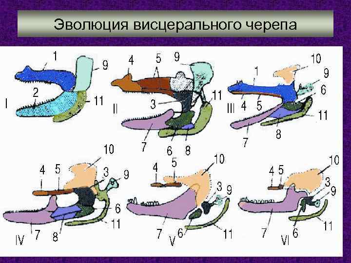Эволюция висцерального черепа 