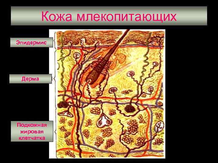 Кожа млекопитающих Эпидермис Дерма Подкожная жировая клетчатка 