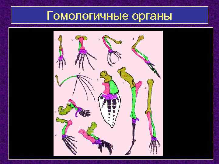 Гомологичные органы 