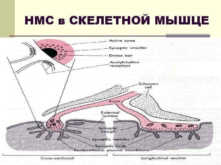 НМС в СКЕЛЕТНОЙ МЫШЦЕ 