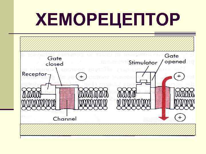 ХЕМОРЕЦЕПТОР 