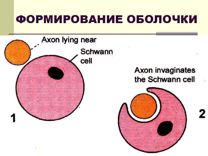 ФОРМИРОВАНИЕ ОБОЛОЧКИ 
