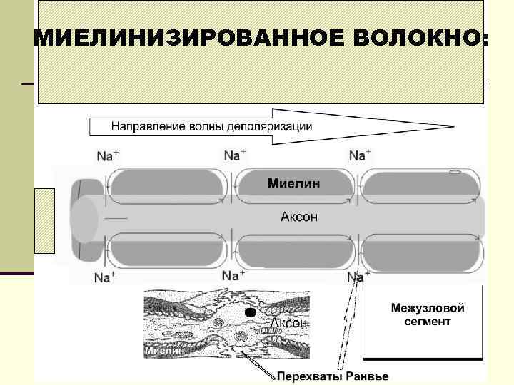 МИЕЛИНИЗИРОВАННОЕ ВОЛОКНО: 