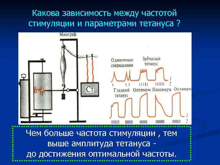 Какова зависимость между частотой стимуляции и параметрами тетануса ? Чем больше частота стимуляции ,