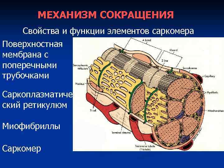 МЕХАНИЗМ СОКРАЩЕНИЯ Свойства и функции элементов саркомера Поверхностная мембрана с поперечными трубочками Саркоплазматиче ский