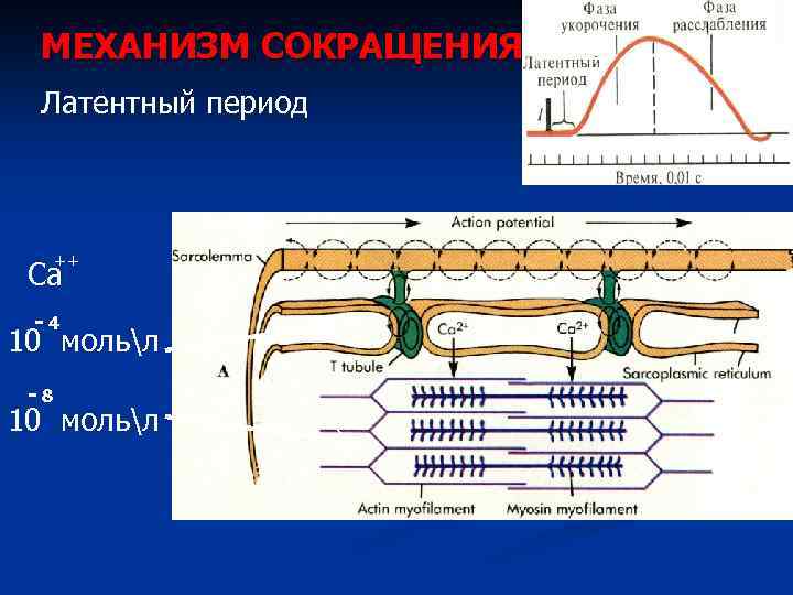 МЕХАНИЗМ СОКРАЩЕНИЯ Латентный период ++ Са -4 10 мольл -8 10 мольл 