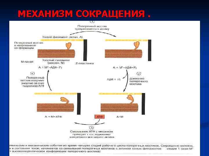 МЕХАНИЗМ СОКРАЩЕНИЯ. Фаза укорочения 