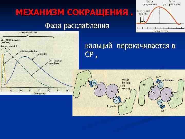 МЕХАНИЗМ СОКРАЩЕНИЯ. Фаза расслабления кальций перекачивается в СР , 