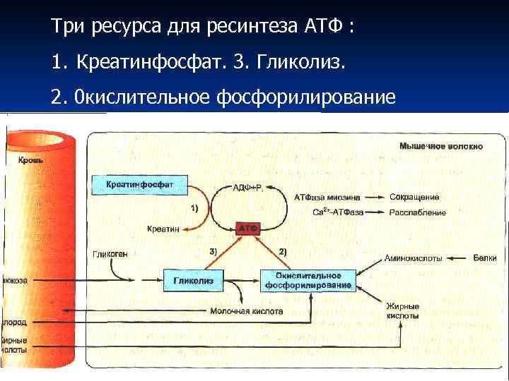 Три ресурса для ресинтеза АТФ : 1. Креатинфосфат. 3. Гликолиз. 2. 0 кислительное фосфорилирование