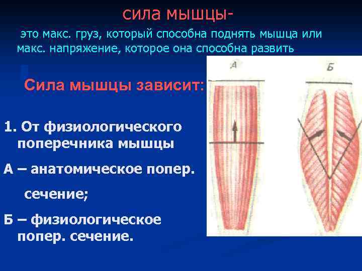 сила мышцыэто макс. груз, который способна поднять мышца или макс. напряжение, которое она способна