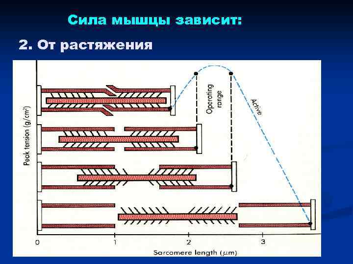 Сила мышцы зависит: 2. От растяжения 