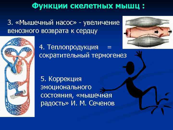 Функции скелетных мышц : 3. «Мышечный насос» - увеличение венозного возврата к сердцу 4.