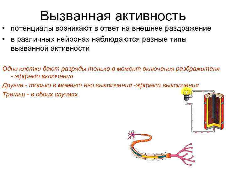 Вызванная активность • потенциалы возникают в ответ на внешнее раздражение • в различных нейронах