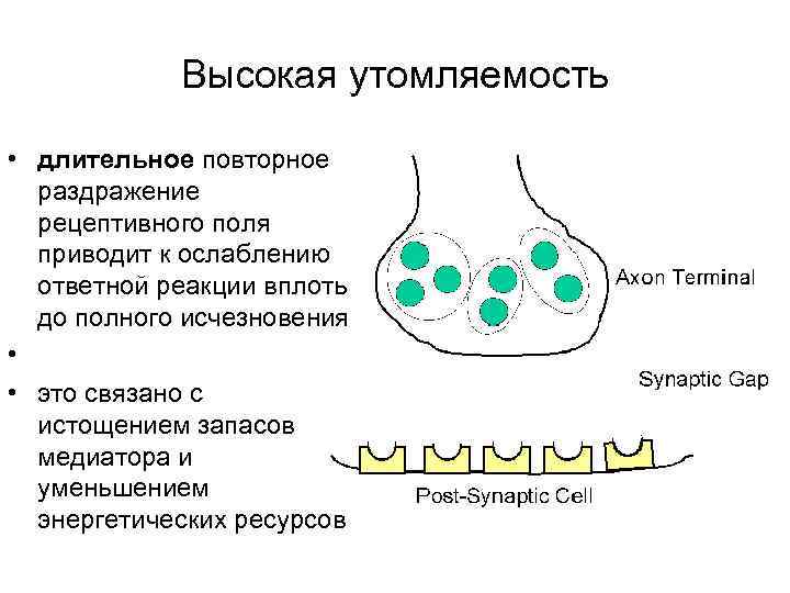 Рецептивное поле рефлекса