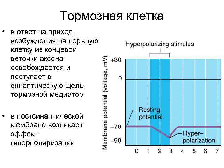 Тормозная клетка • в ответ на приход возбуждения на нервную клетку из концевой веточки