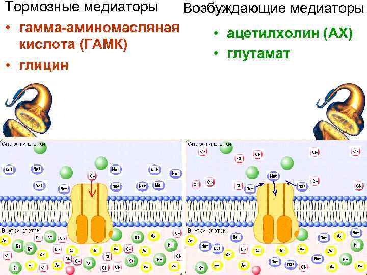 Тормозные медиаторы Возбуждающие медиаторы • гамма-аминомасляная • ацетилхолин (АХ) кислота (ГАМК) • глутамат •