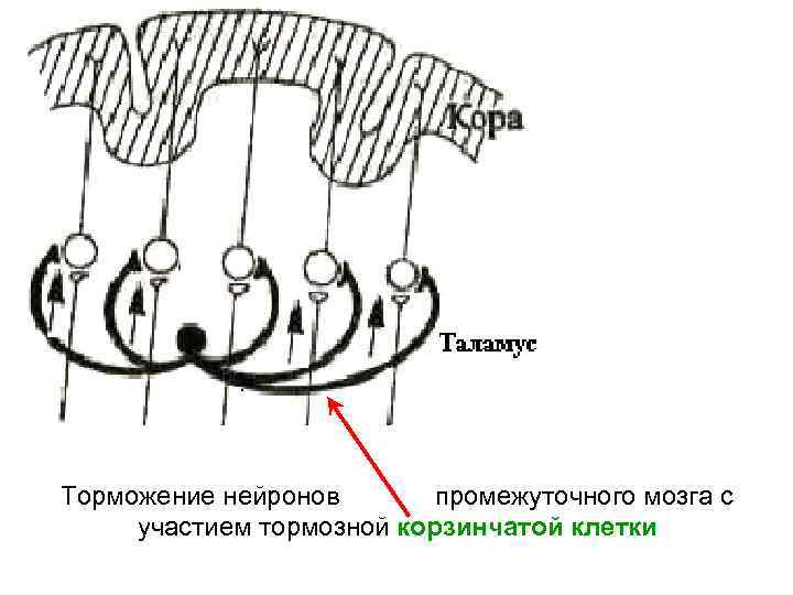 Торможение нейронов промежуточного мозга с участием тормозной корзинчатой клетки 