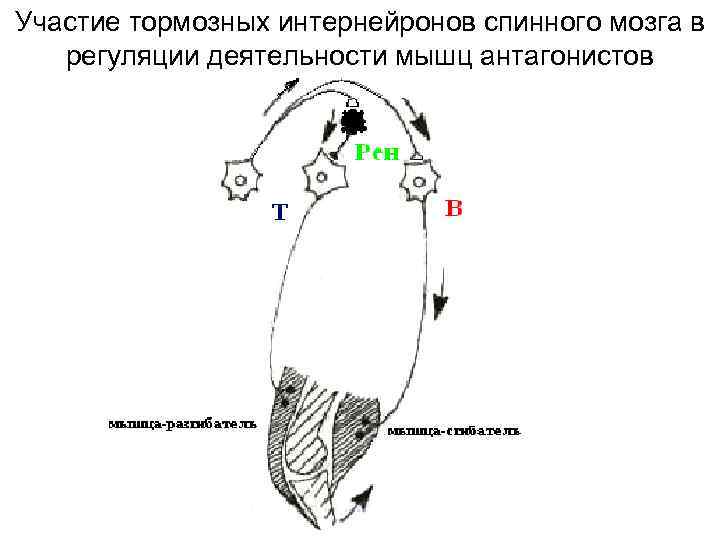 Участие тормозных интернейронов спинного мозга в регуляции деятельности мышц антагонистов 