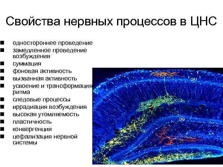 n n n Свойства нервных процессов в ЦНС одностороннее проведение замедленное проведение возбуждения суммация