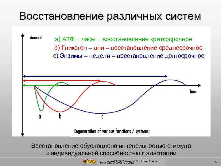Восстановление различных систем a) АТФ – часы – восстановление краткосрочное b) Гликоген – дни