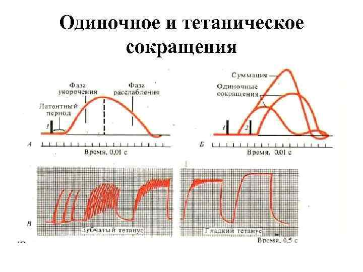 Одиночное и тетаническое сокращения 