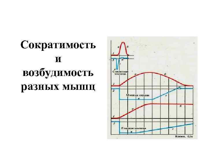 Сократимость и возбудимость разных мышц 