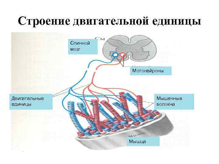 Строение двигательной единицы Спинной мозг Мотонейроны Двигательные единицы Мышечные волокна Мышца 