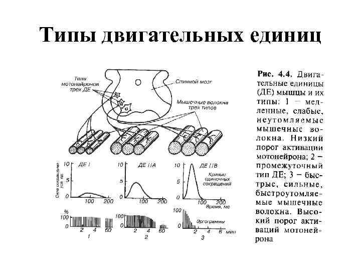 Типы двигательных единиц 