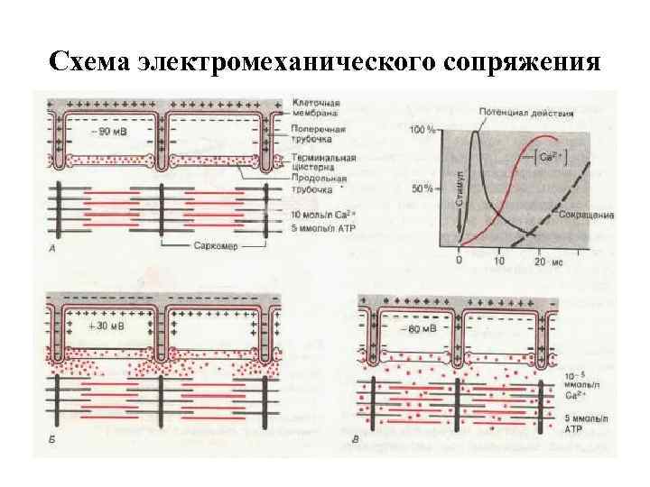 Схема электромеханического сопряжения 