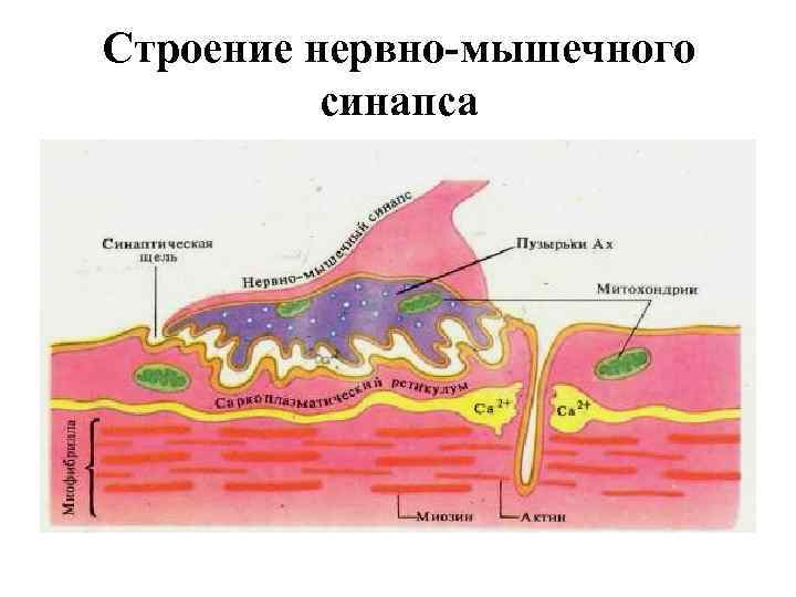 Строение нервно-мышечного синапса 