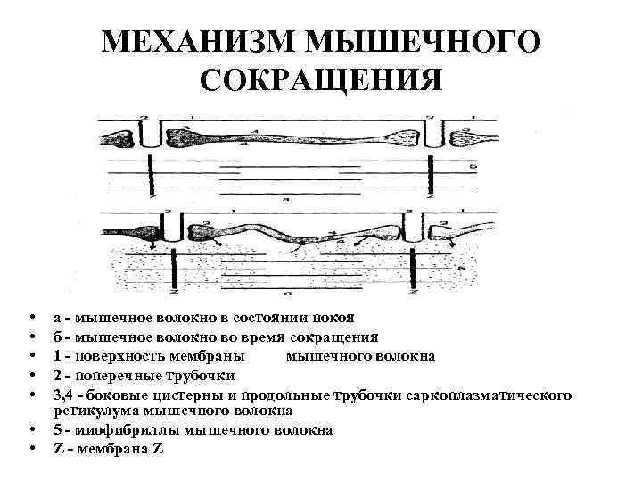 МЕХАНИЗМ МЫШЕЧНОГО СОКРАЩЕНИЯ • • а - мышечное волокно в состоянии покоя б -