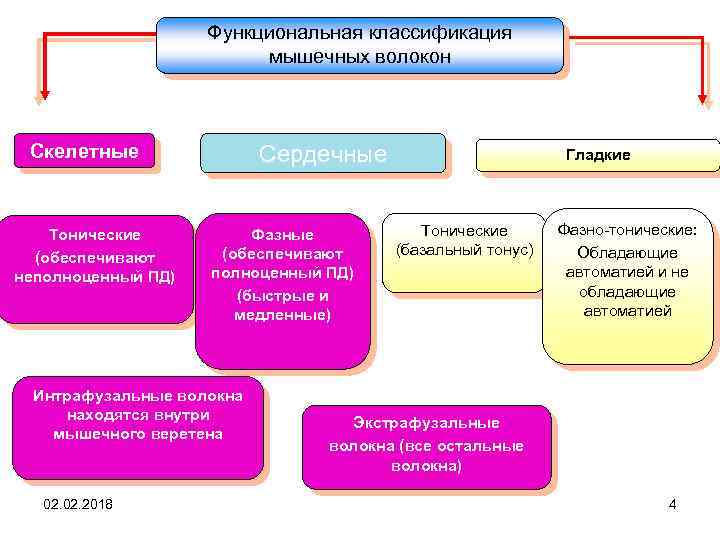 Функциональная классификация мышечных волокон Скелетные Тонические (обеспечивают неполноценный ПД) Сердечные Фазные (обеспечивают полноценный ПД)