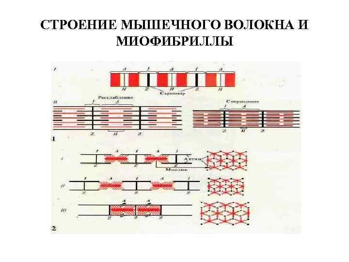 СТРОЕНИЕ МЫШЕЧНОГО ВОЛОКНА И МИОФИБРИЛЛЫ 