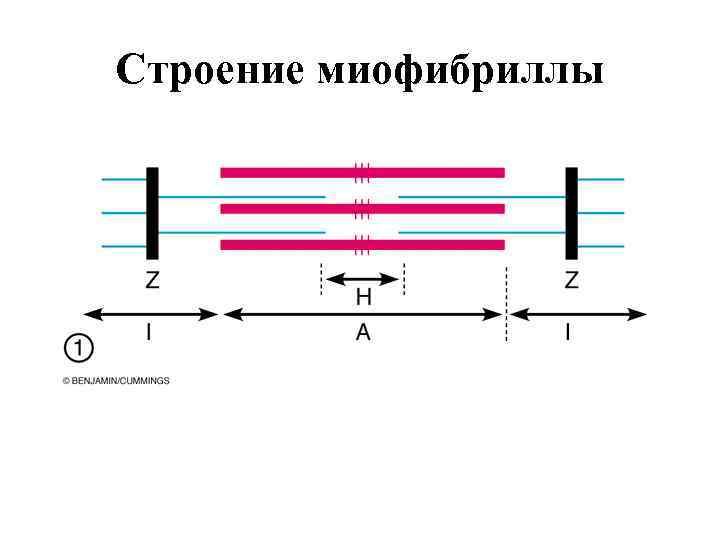 Строение миофибриллы 