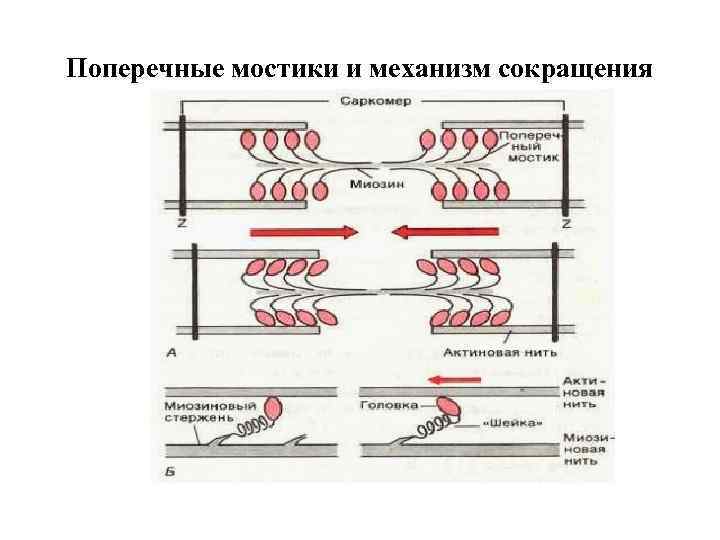 Поперечные мостики и механизм сокращения 