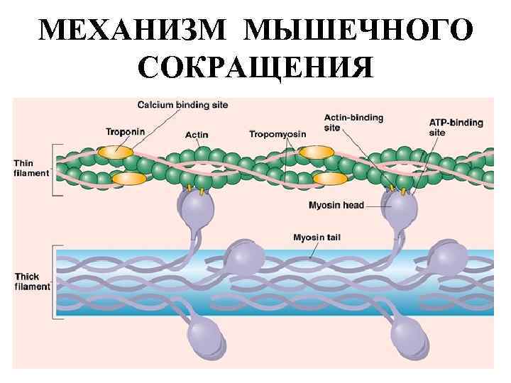 МЕХАНИЗМ МЫШЕЧНОГО СОКРАЩЕНИЯ 