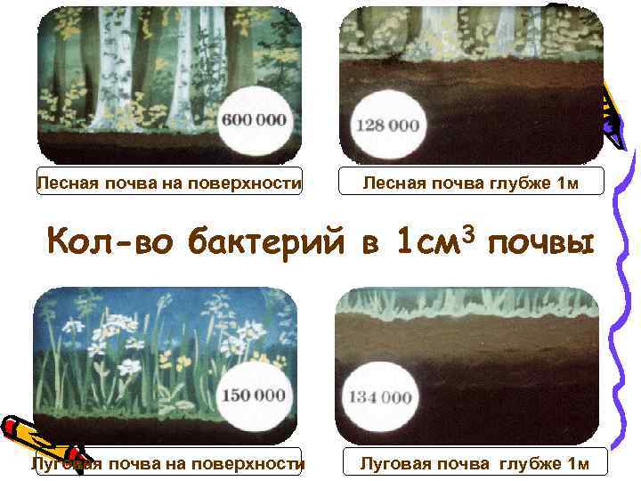 Лесная почва на поверхности Лесная почва глубже 1 м Кол-во бактерий в 1 см