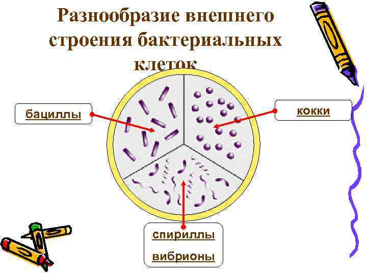 Разнообразие внешнего строения бактериальных клеток кокки бациллы спириллы вибрионы 