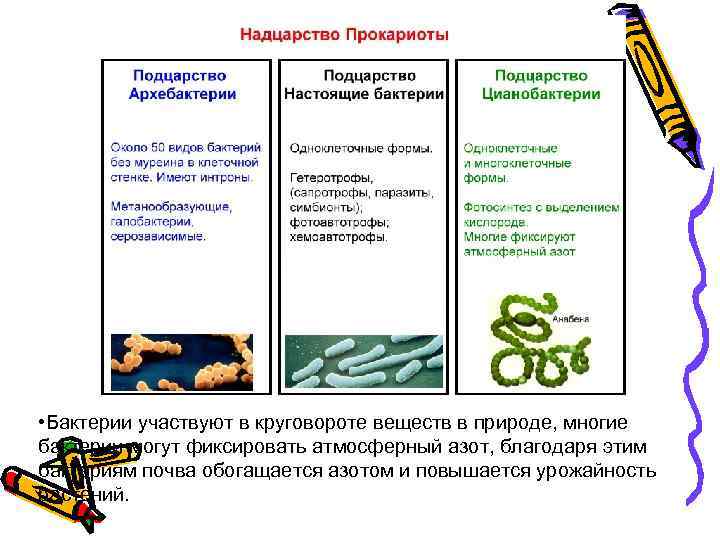  • Бактерии участвуют в круговороте веществ в природе, многие бактерии могут фиксировать атмосферный
