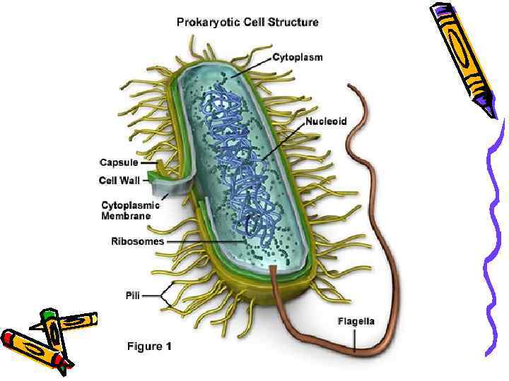 Прокариоты доядерные организмы. Сальмонелла строение бактерии. Строение бактериальной клетки прокариот. Бактерия сальмонелла строение клетки. Строение бактериальной клетки.